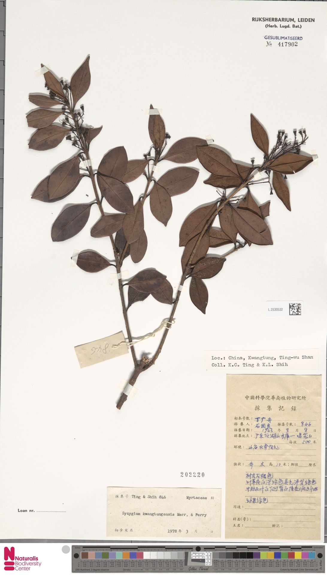 Syzygium kwangtungense