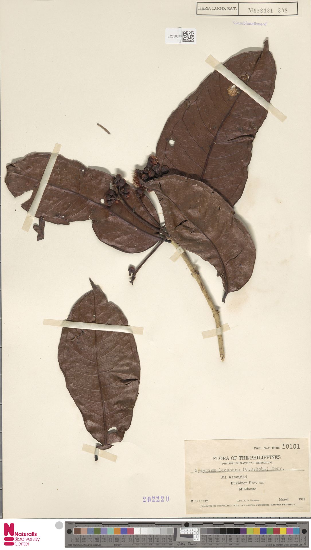 Syzygium lacustre