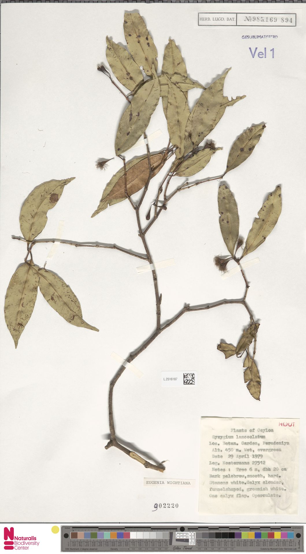 Syzygium lanceolatum