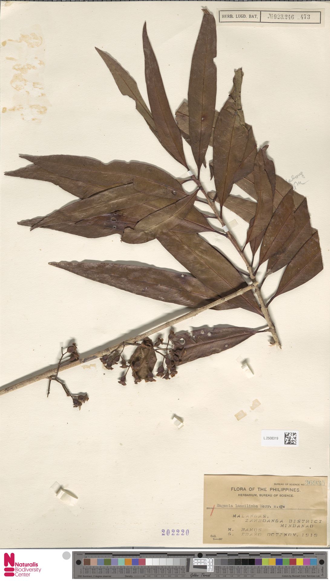 Syzygium lancilimbum