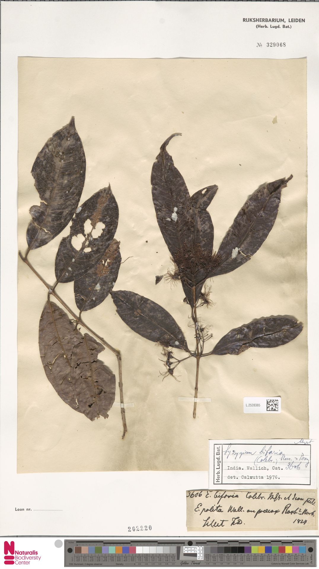 Syzygium laurifolium