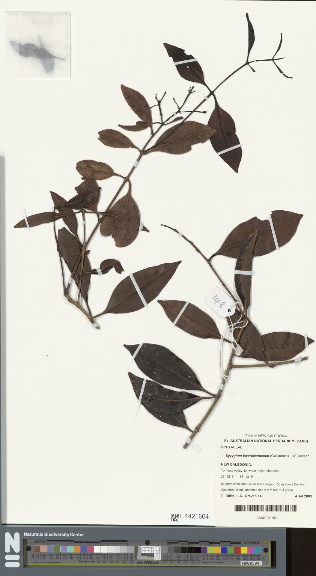 Syzygium laxeracemosum