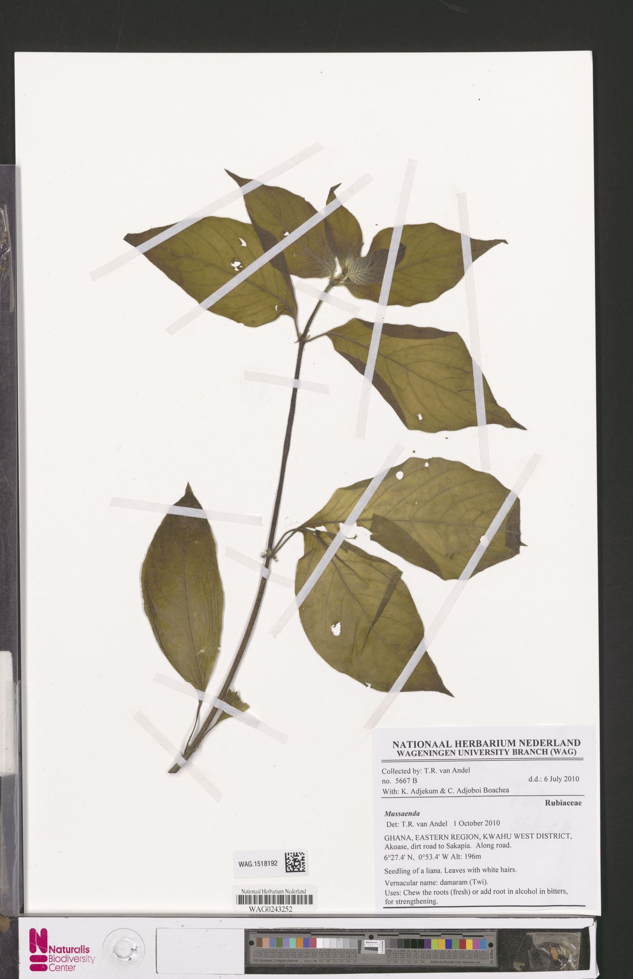 Syzygium laxiflorum