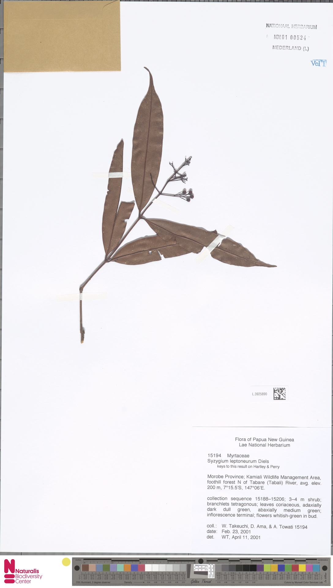 Syzygium leptoneurum