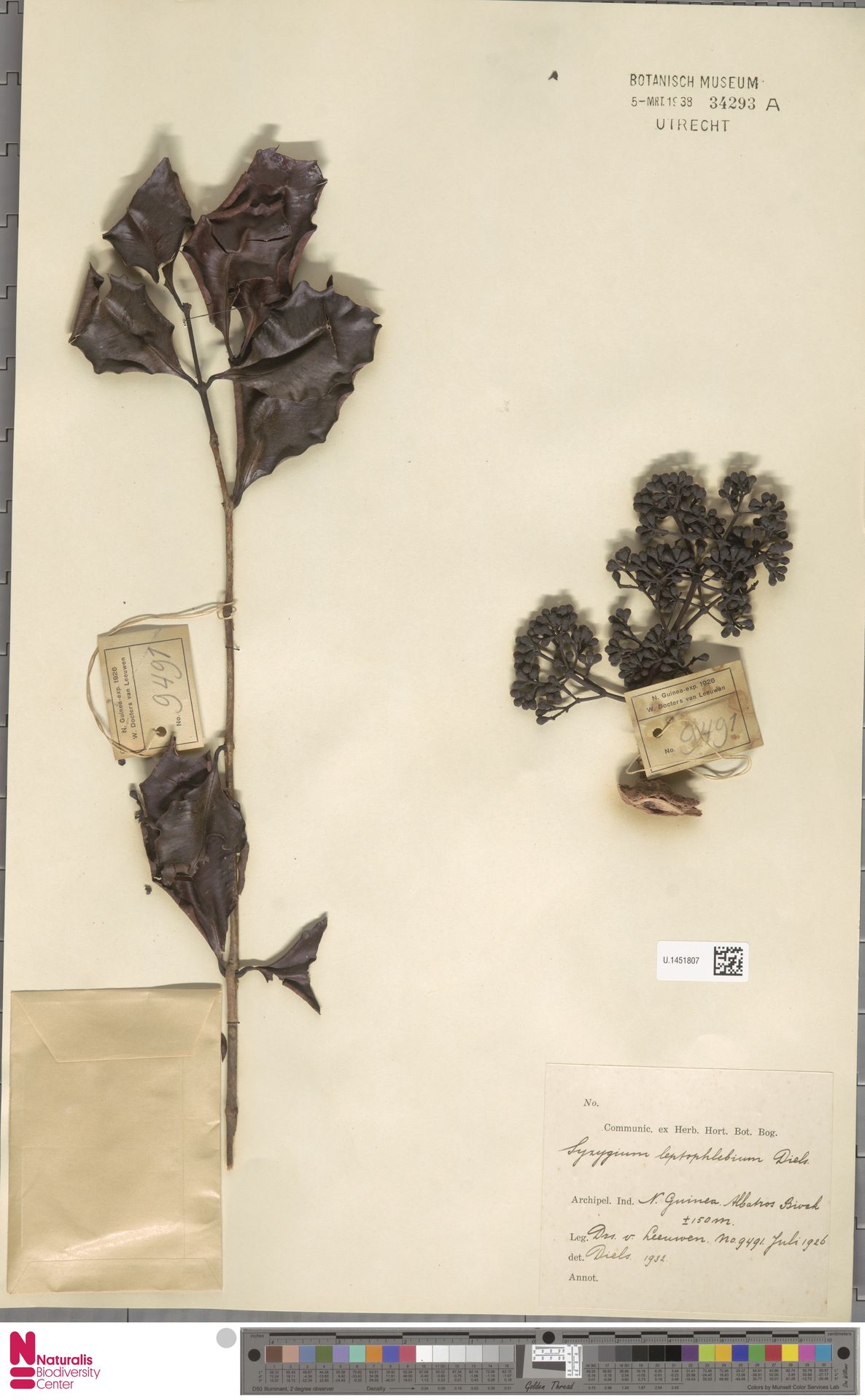 Syzygium leptophlebium