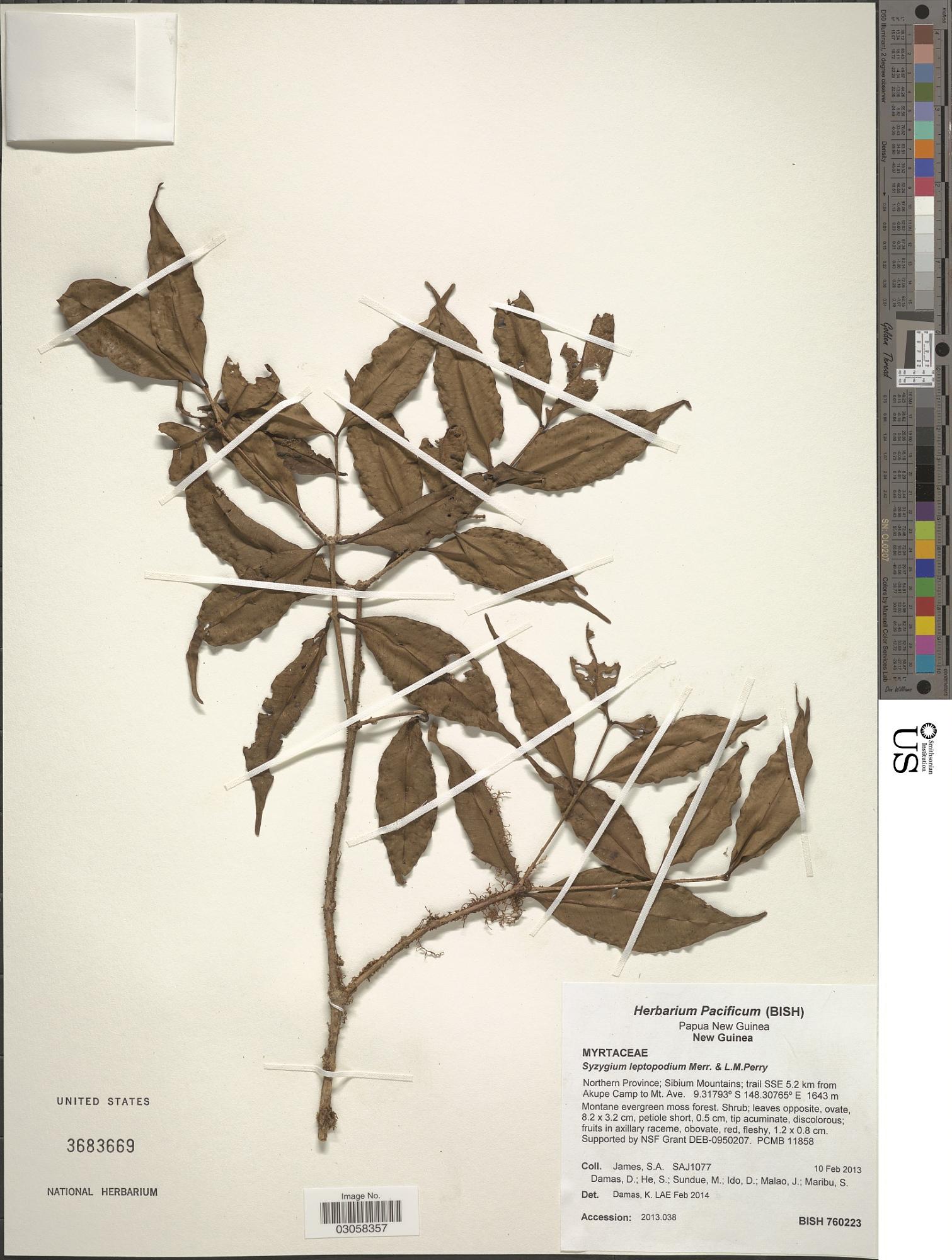 Syzygium leptopodium