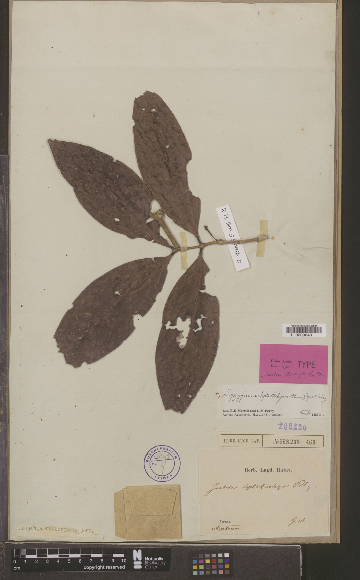 Syzygium leptostachyum