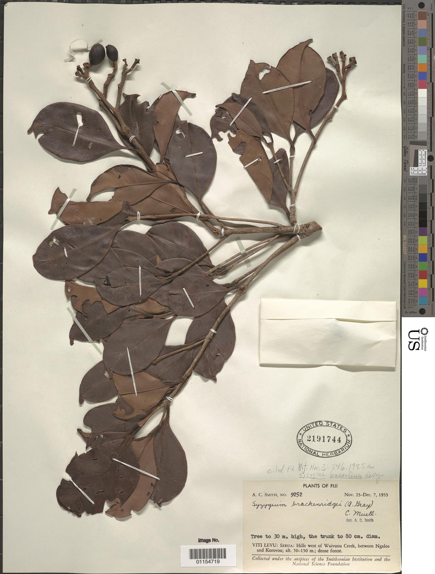 Syzygium leucanthum