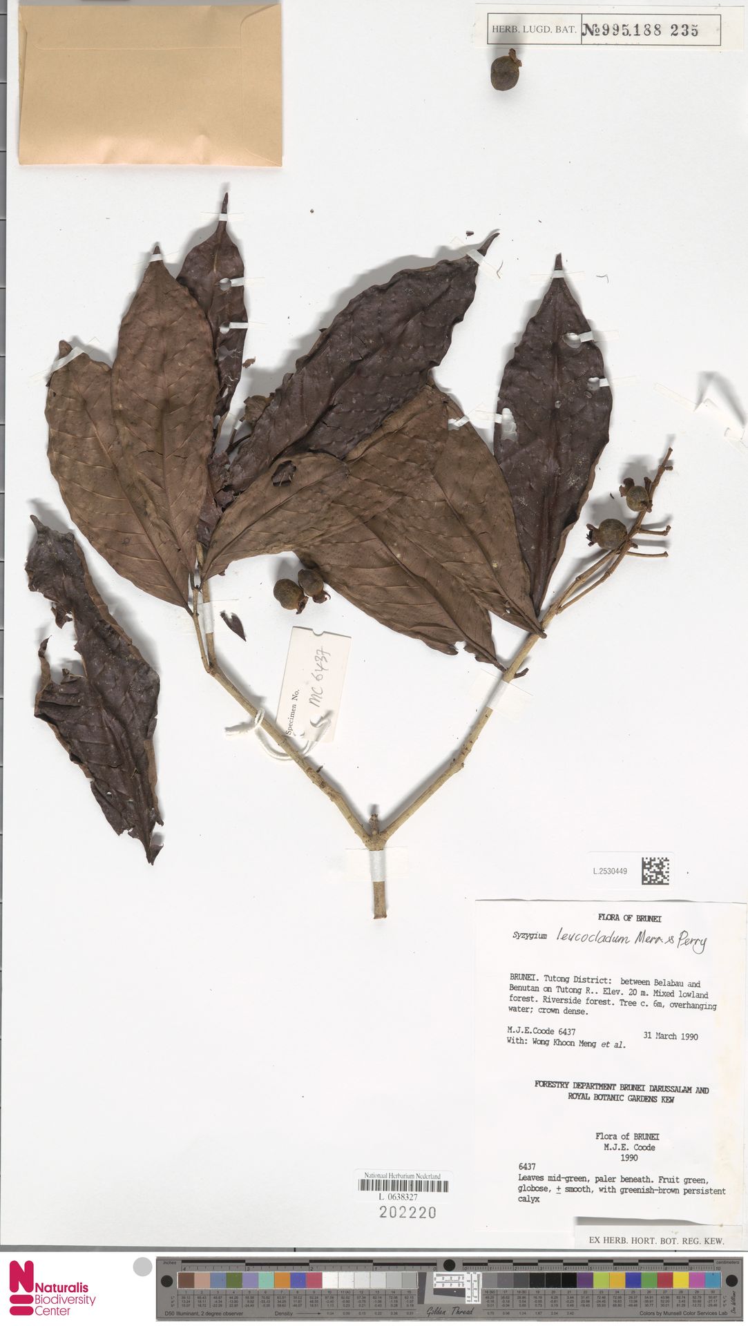 Syzygium leucocladum
