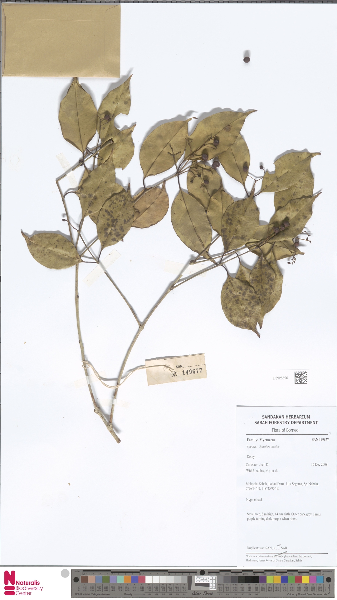 Syzygium leucoxylon