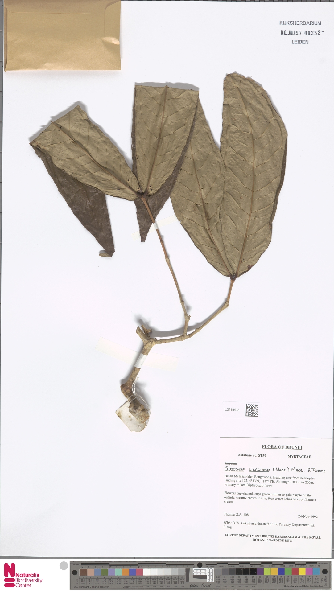 Syzygium lilacinum