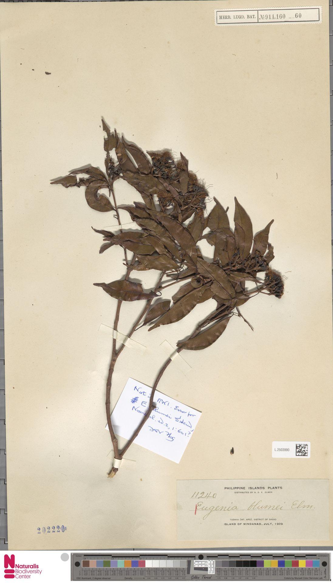 Syzygium lineatum