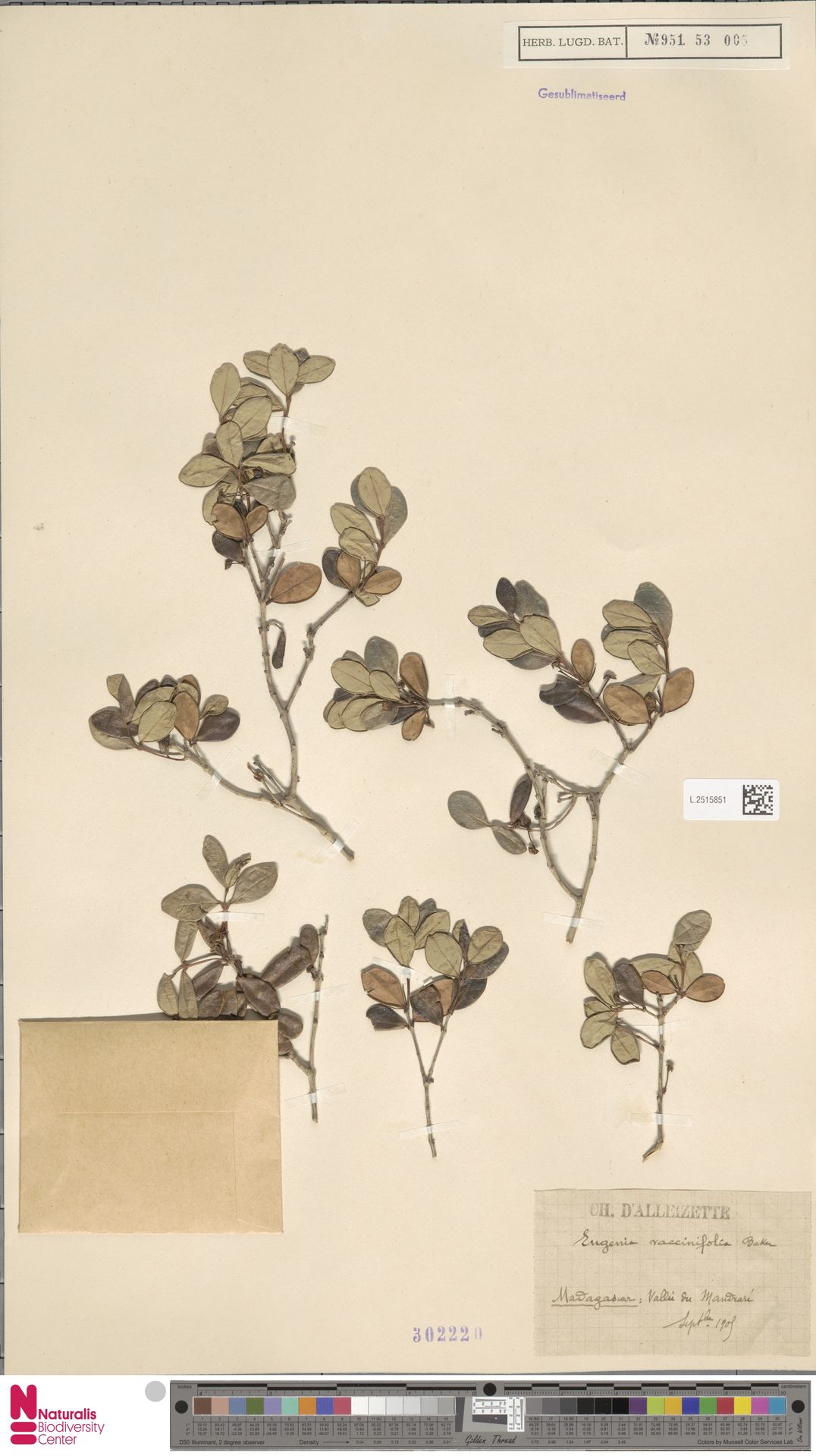 Syzygium loiseleurioides