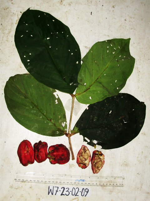 Syzygium madangense