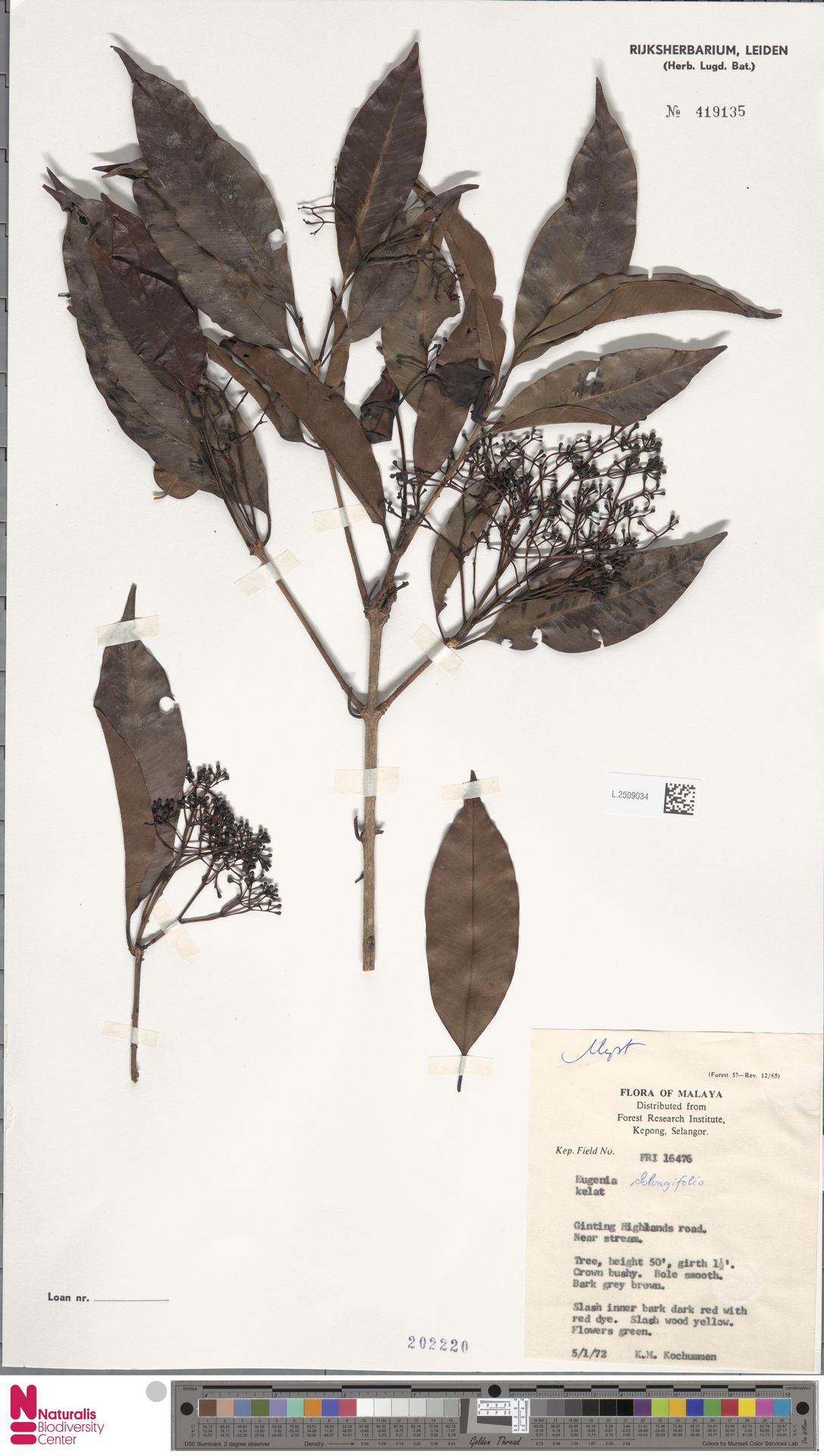 Syzygium maingayi