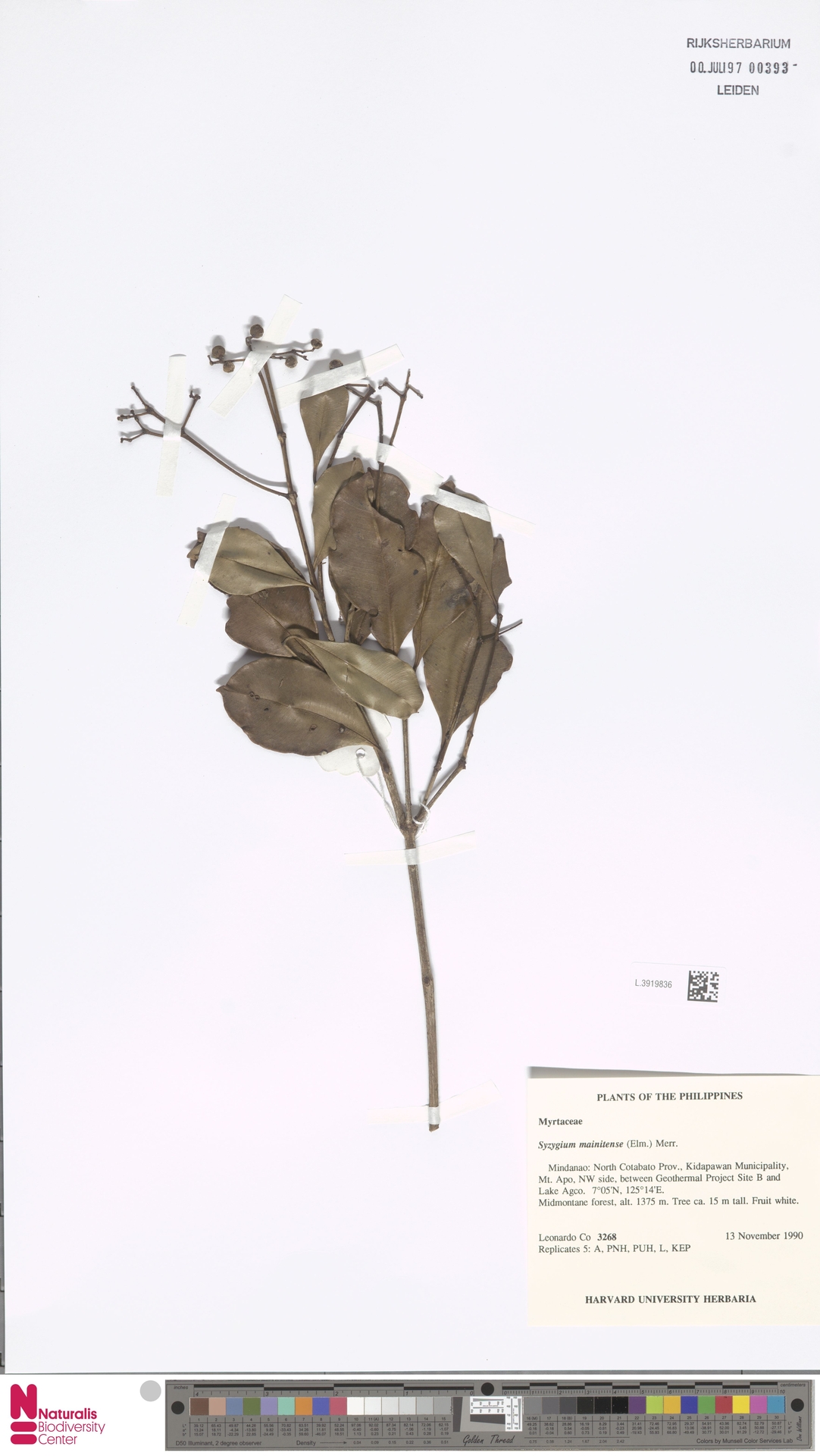 Syzygium mainitense