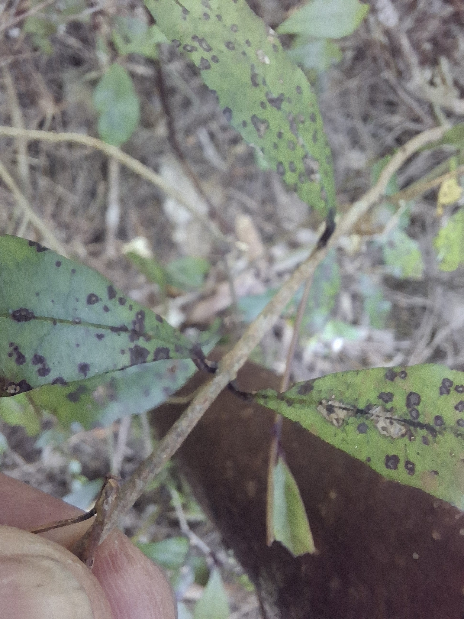 Syzygium maire