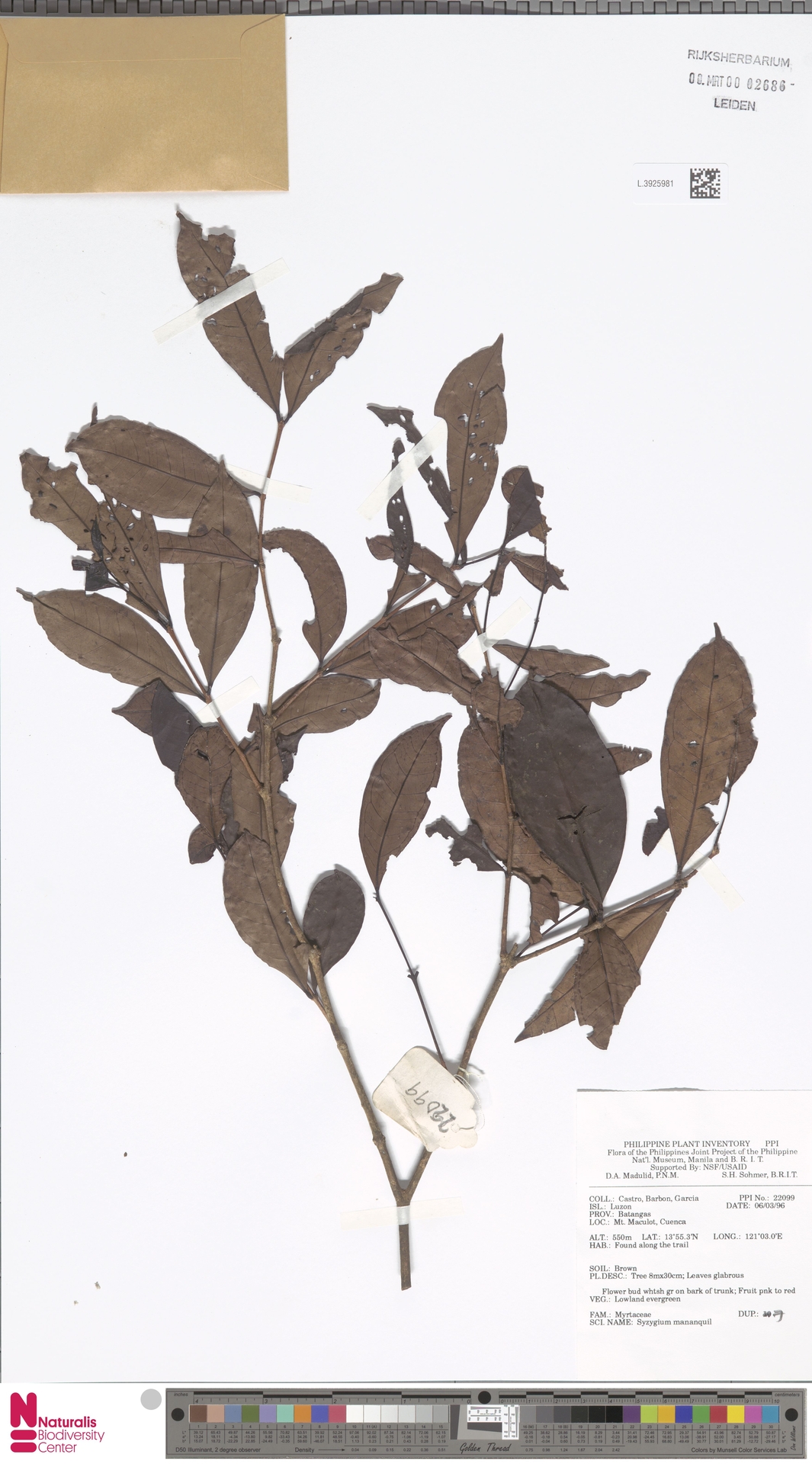 Syzygium mananquil