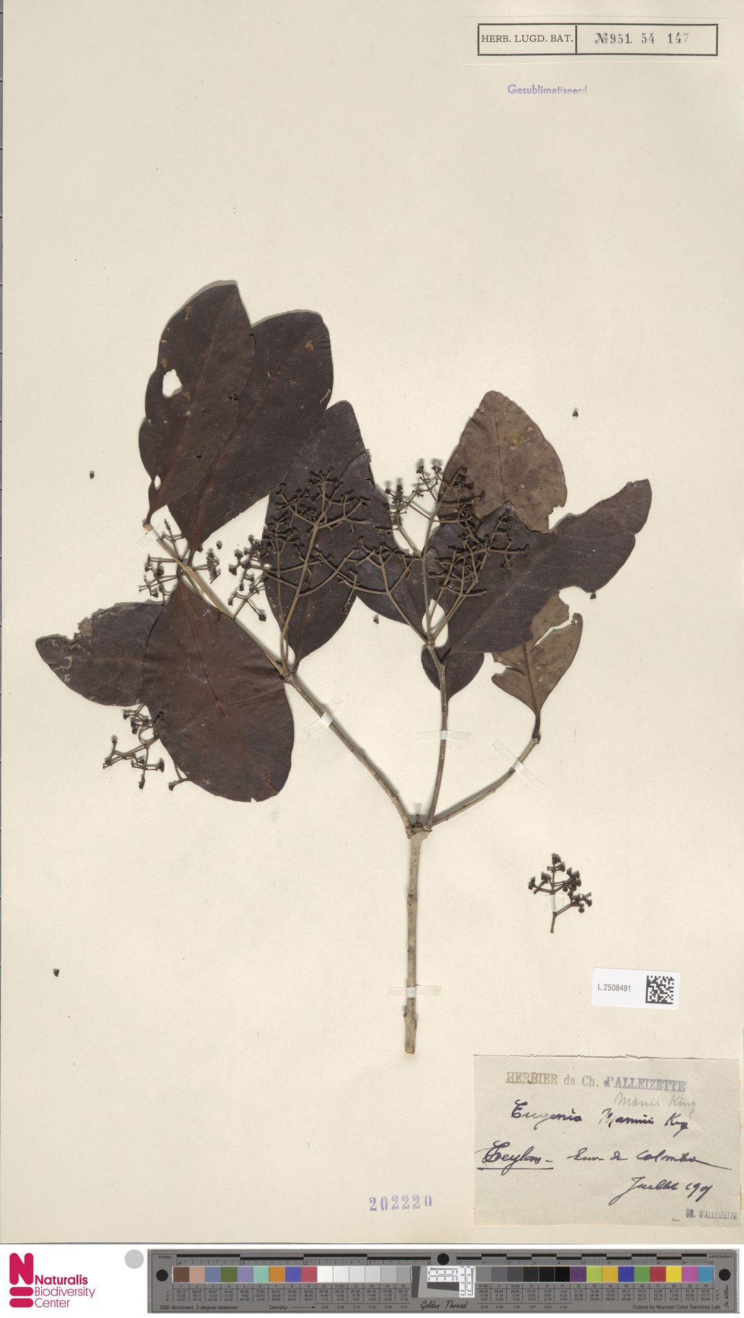 Syzygium manii