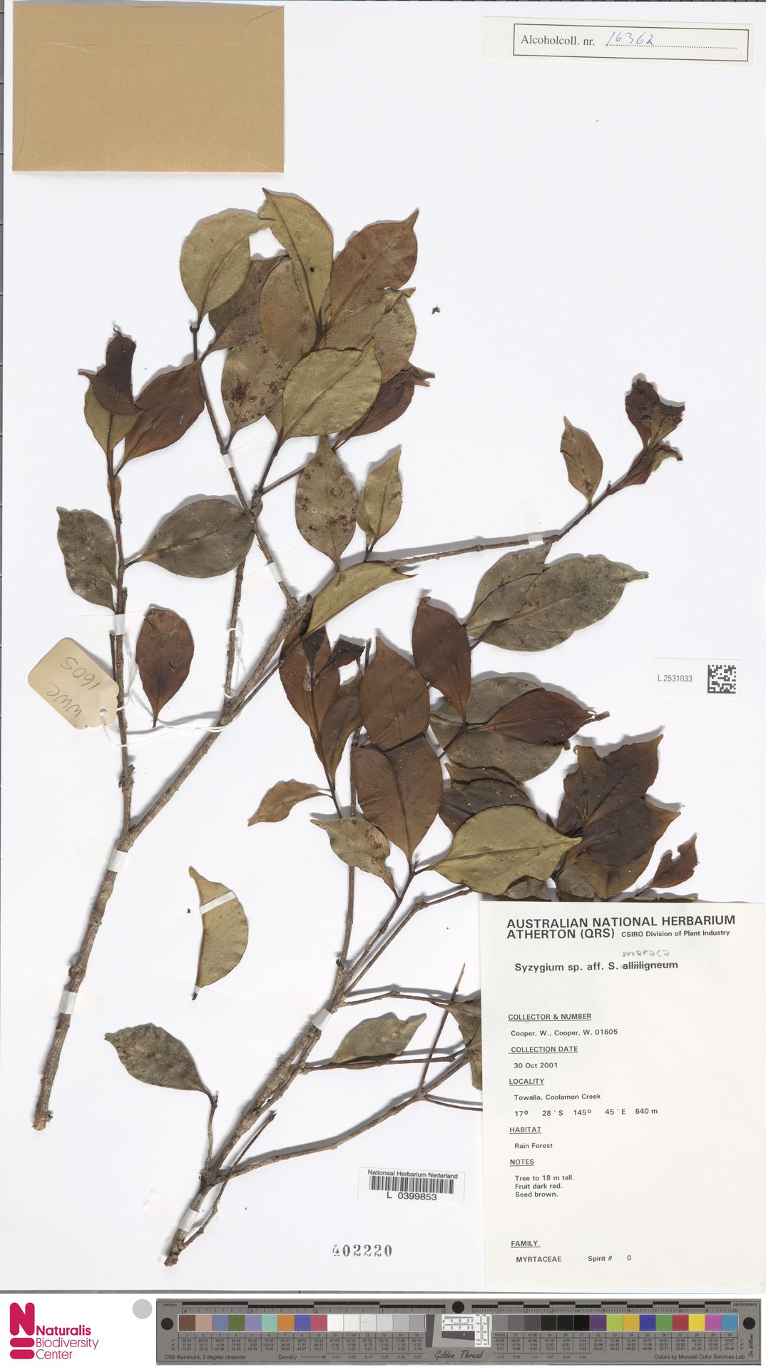 Syzygium maraca