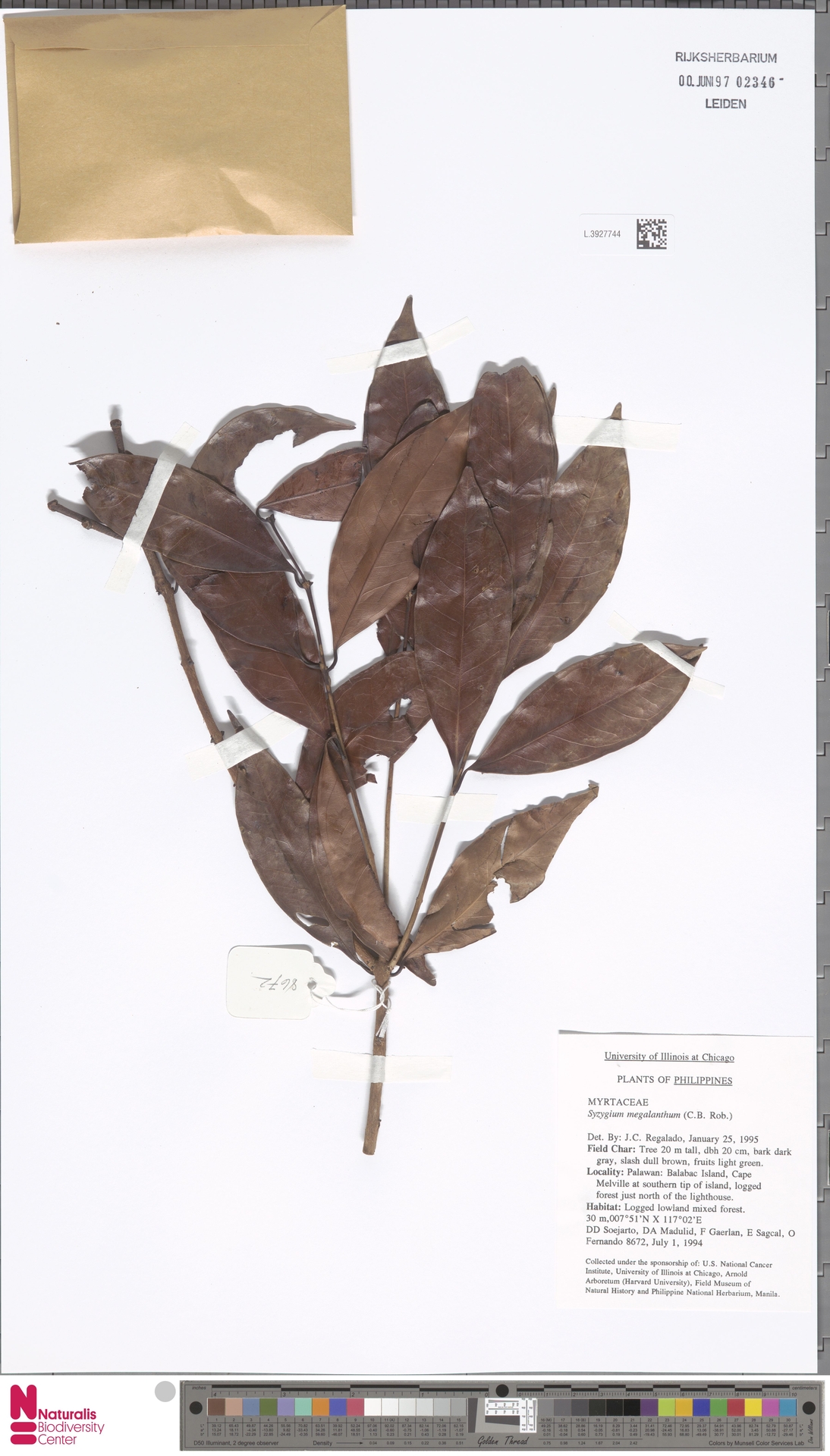 Syzygium megalanthum