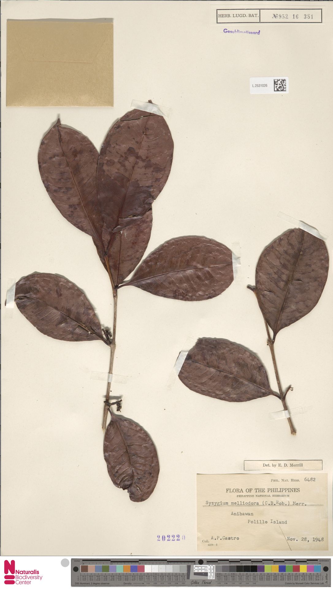 Syzygium melliodorum