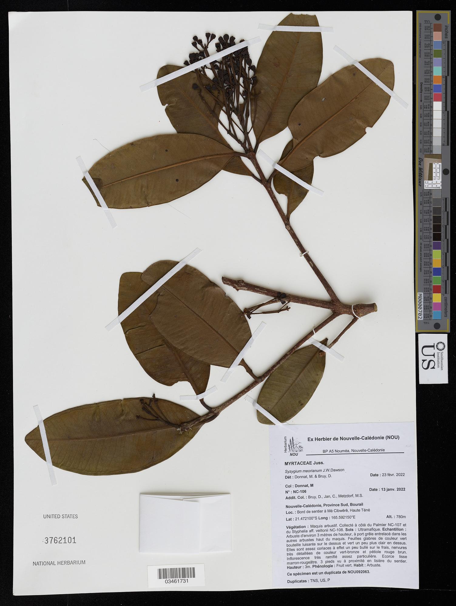 Syzygium meorianum