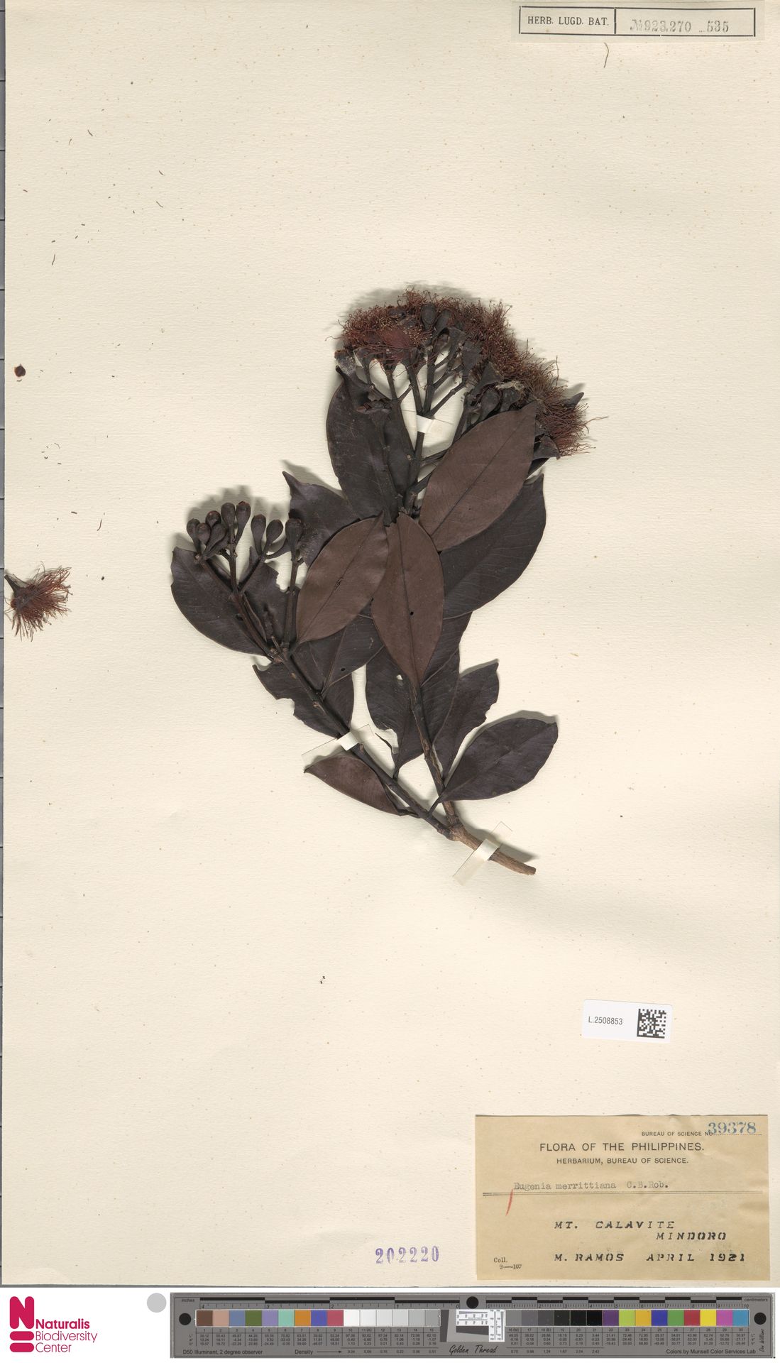 Syzygium merrittianum