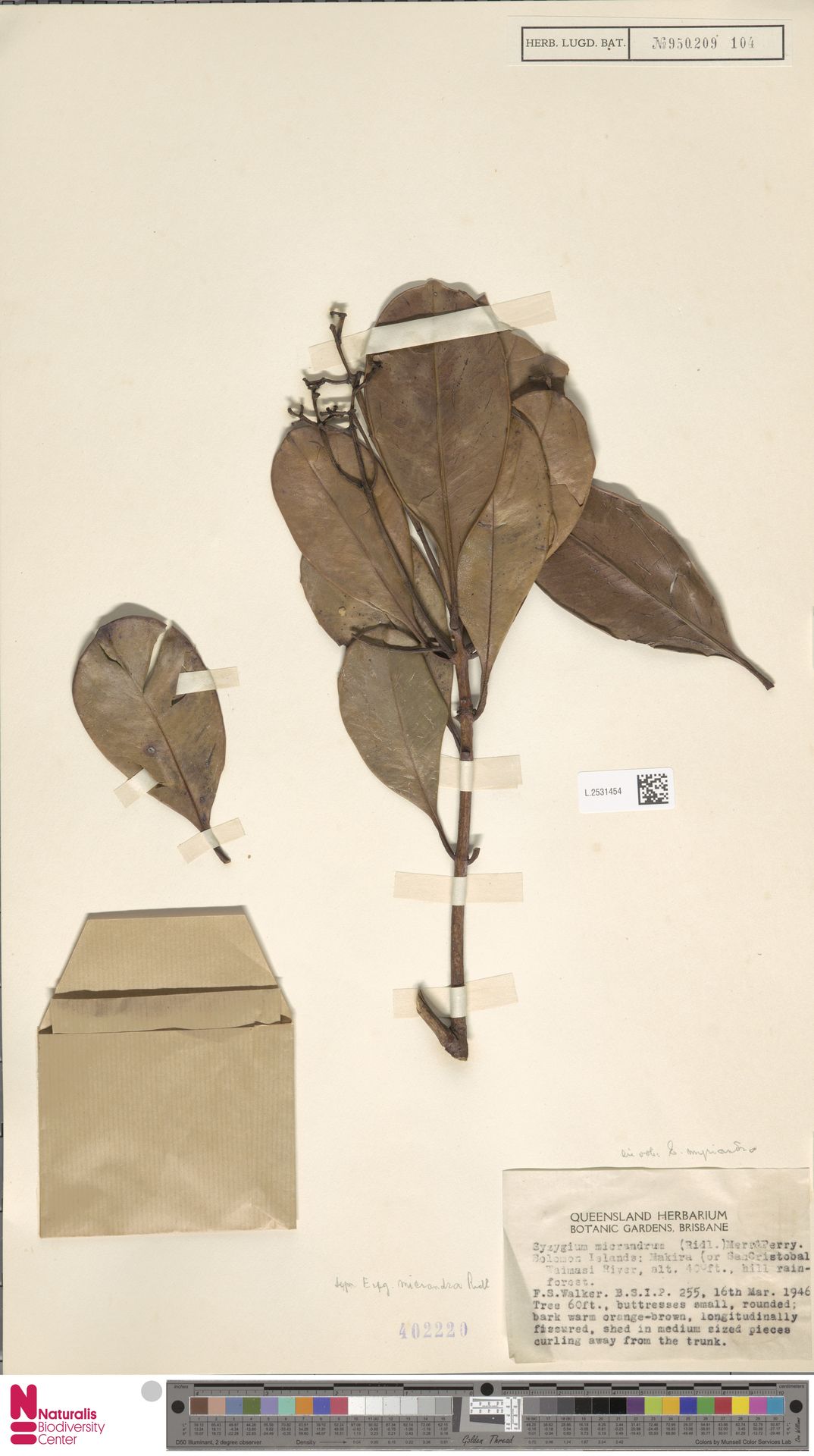 Syzygium micrandrum