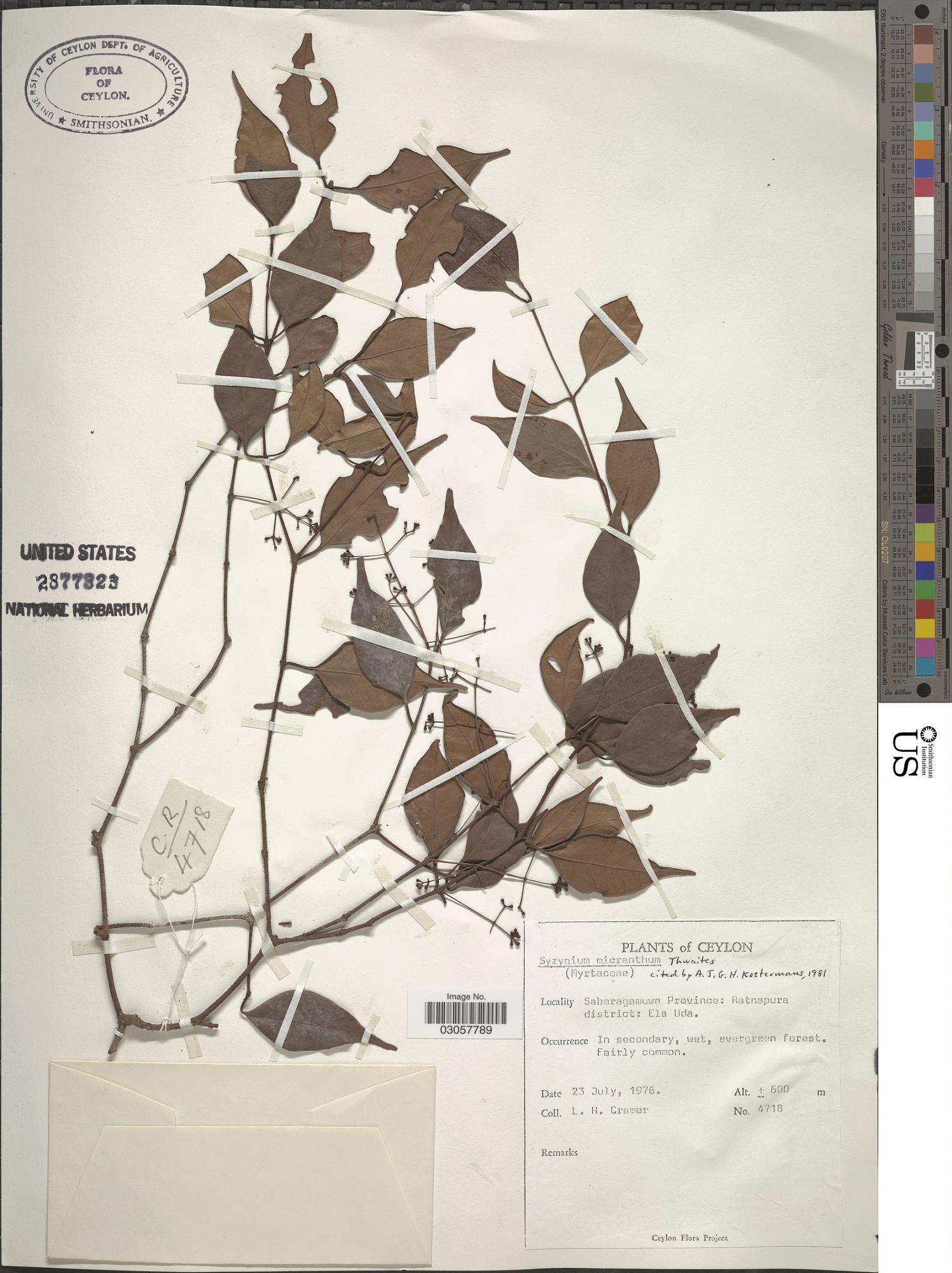 Syzygium micranthum