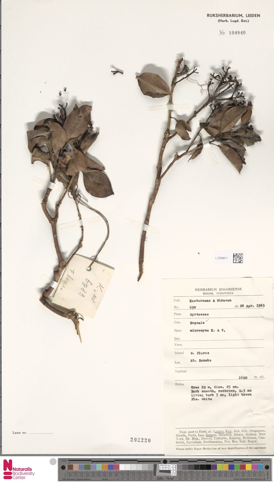 Syzygium microcymum