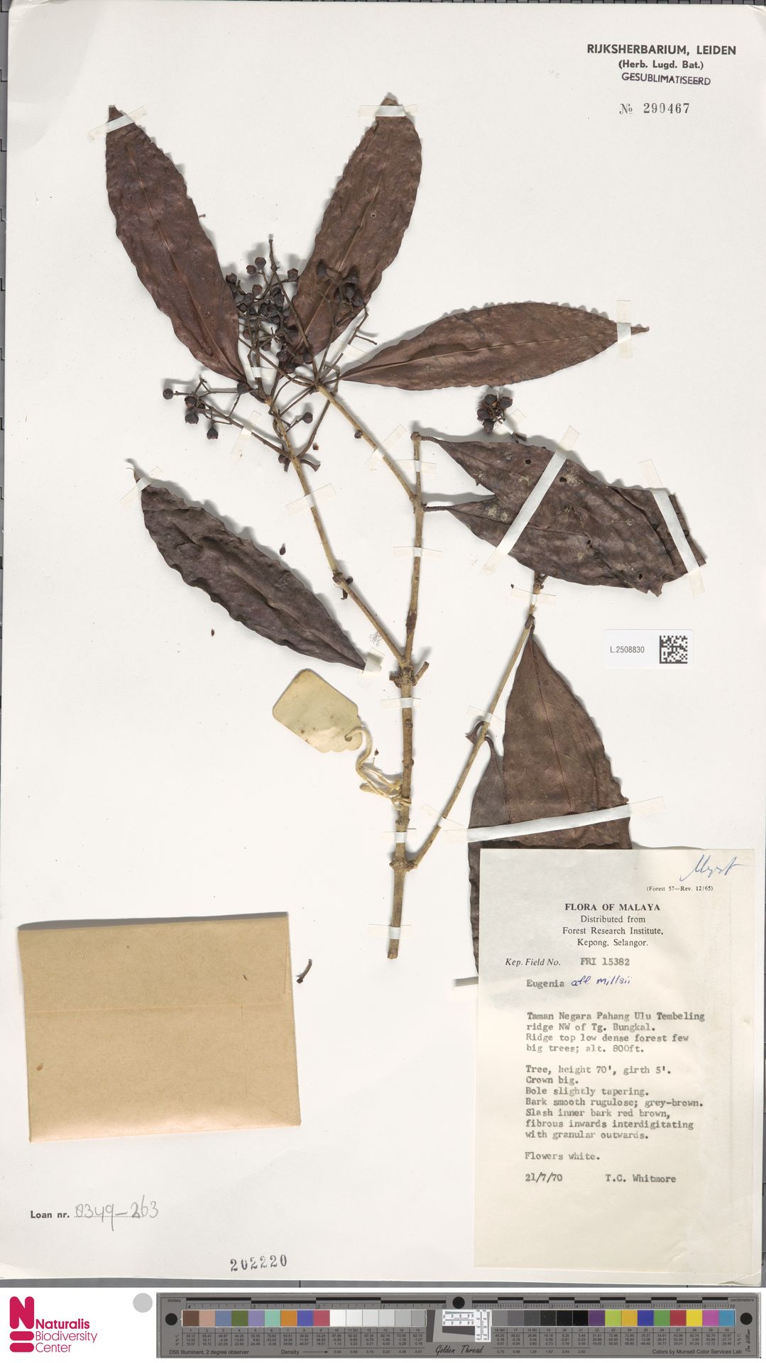 Syzygium millsii