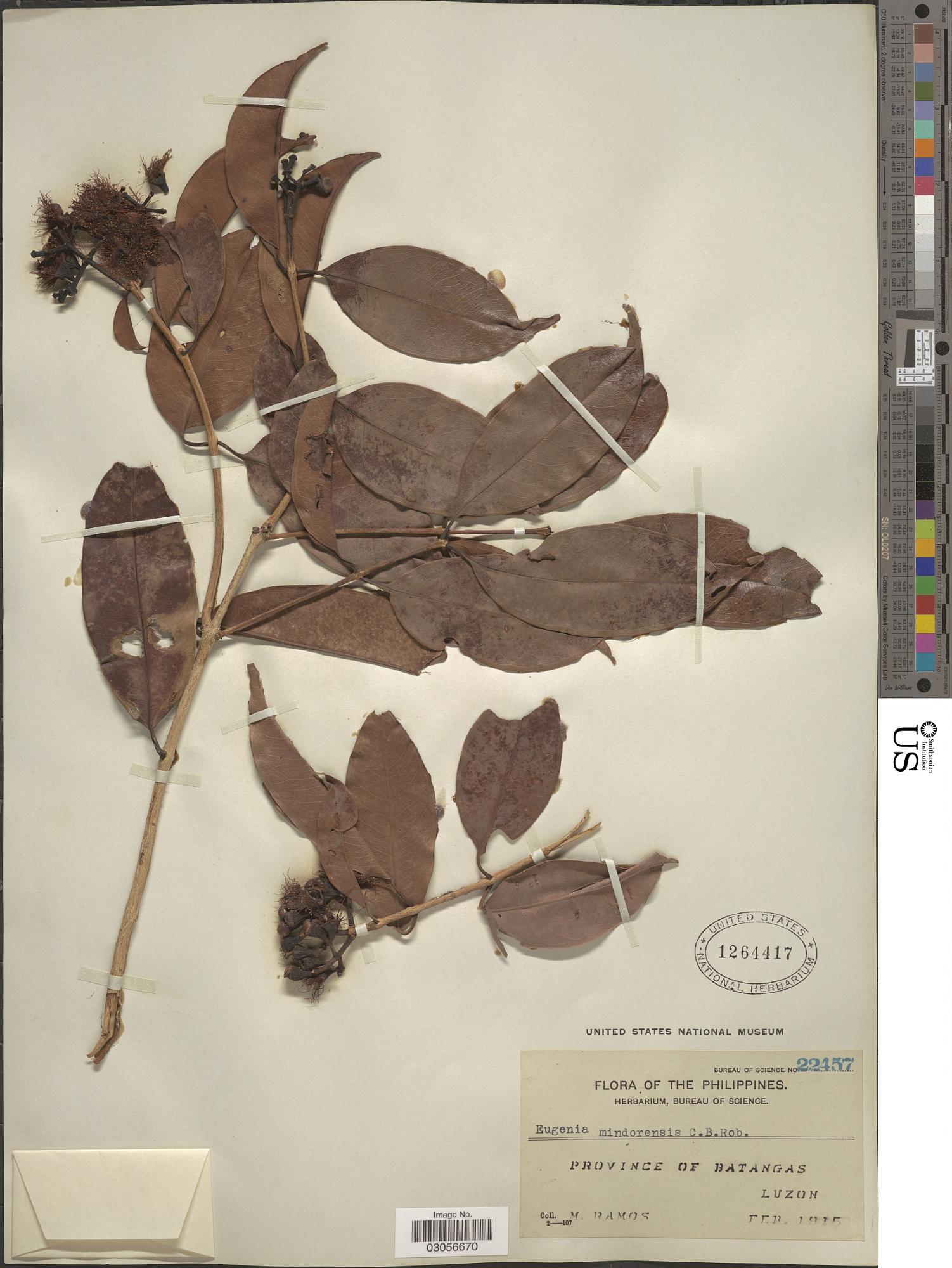 Syzygium mindorense