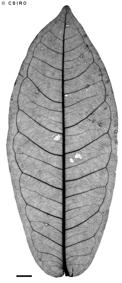 Syzygium monospermum