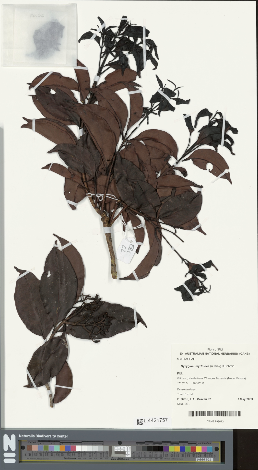 Syzygium myrtoides