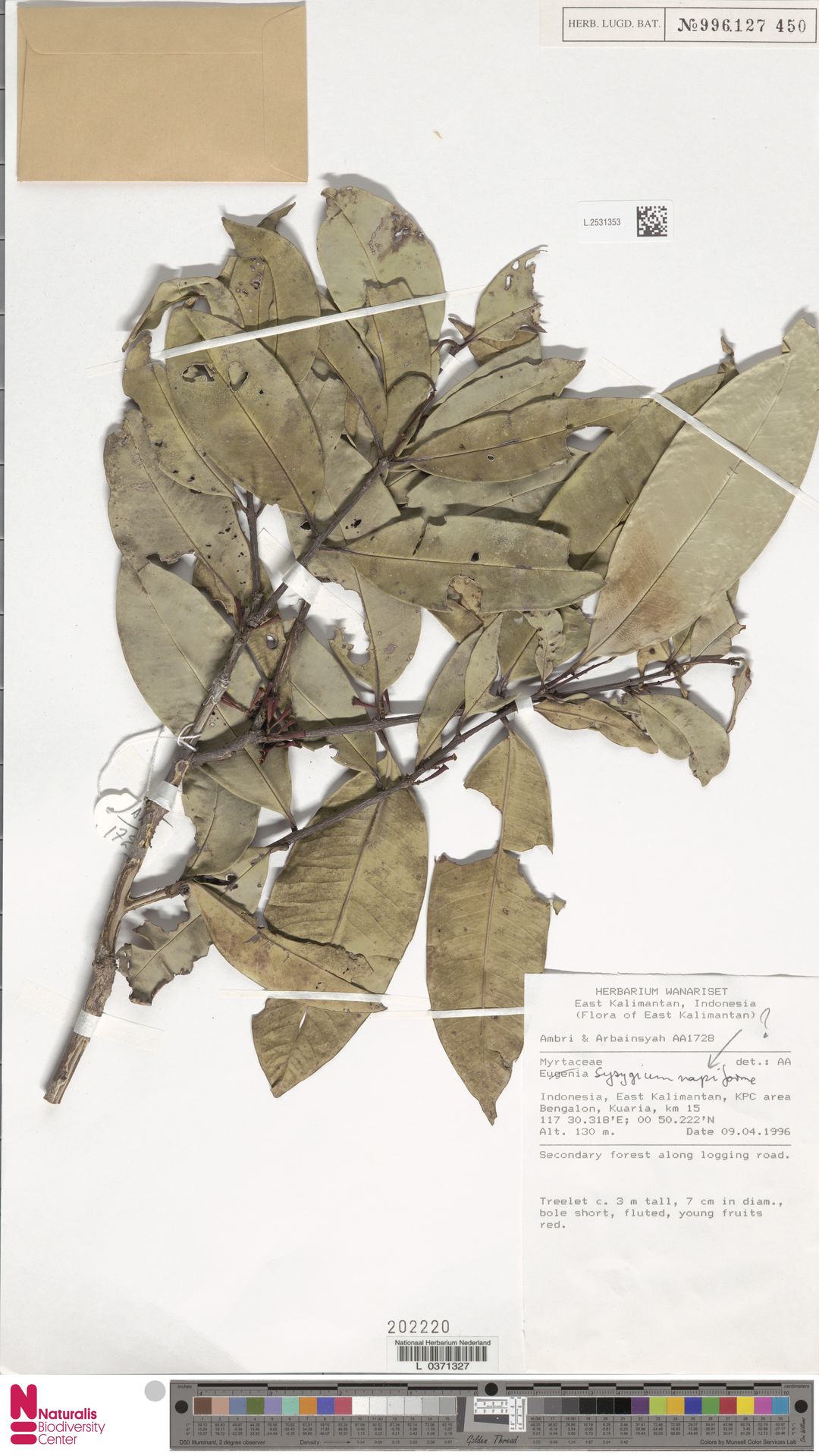 Syzygium napiforme