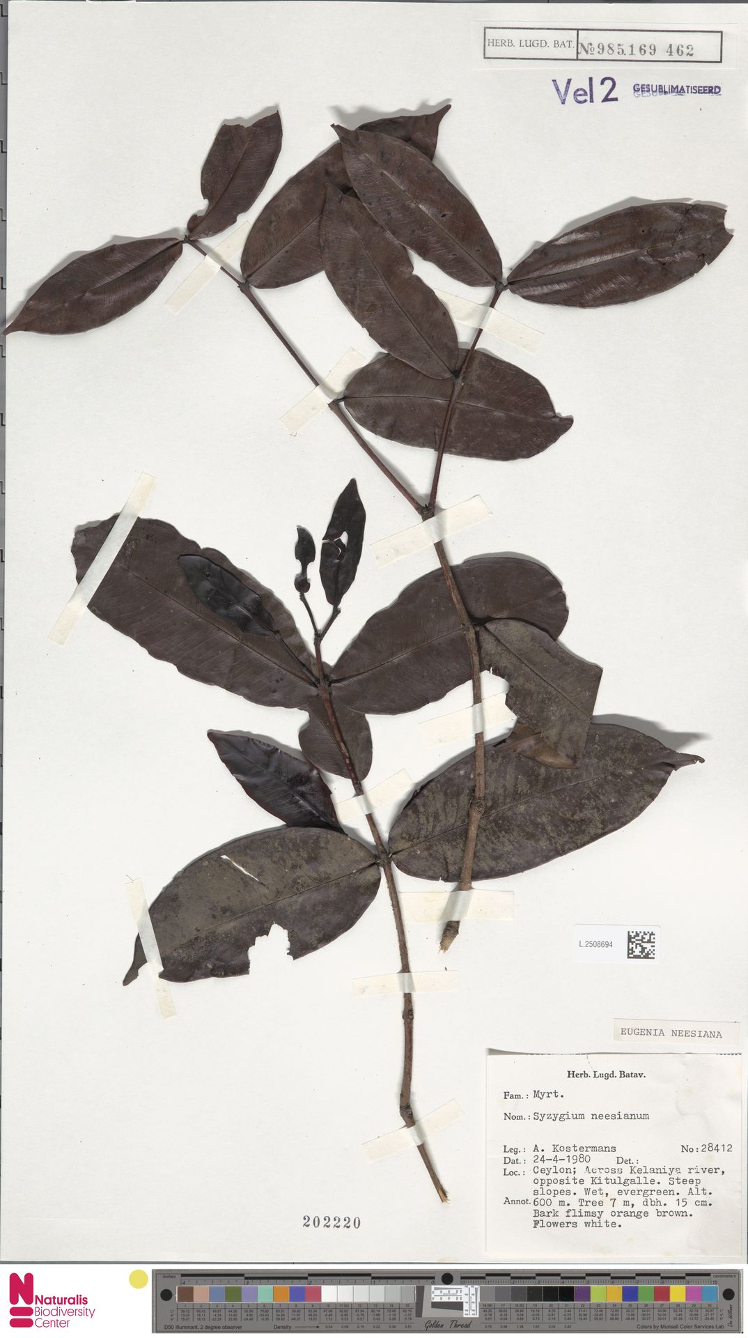 Syzygium neesianum