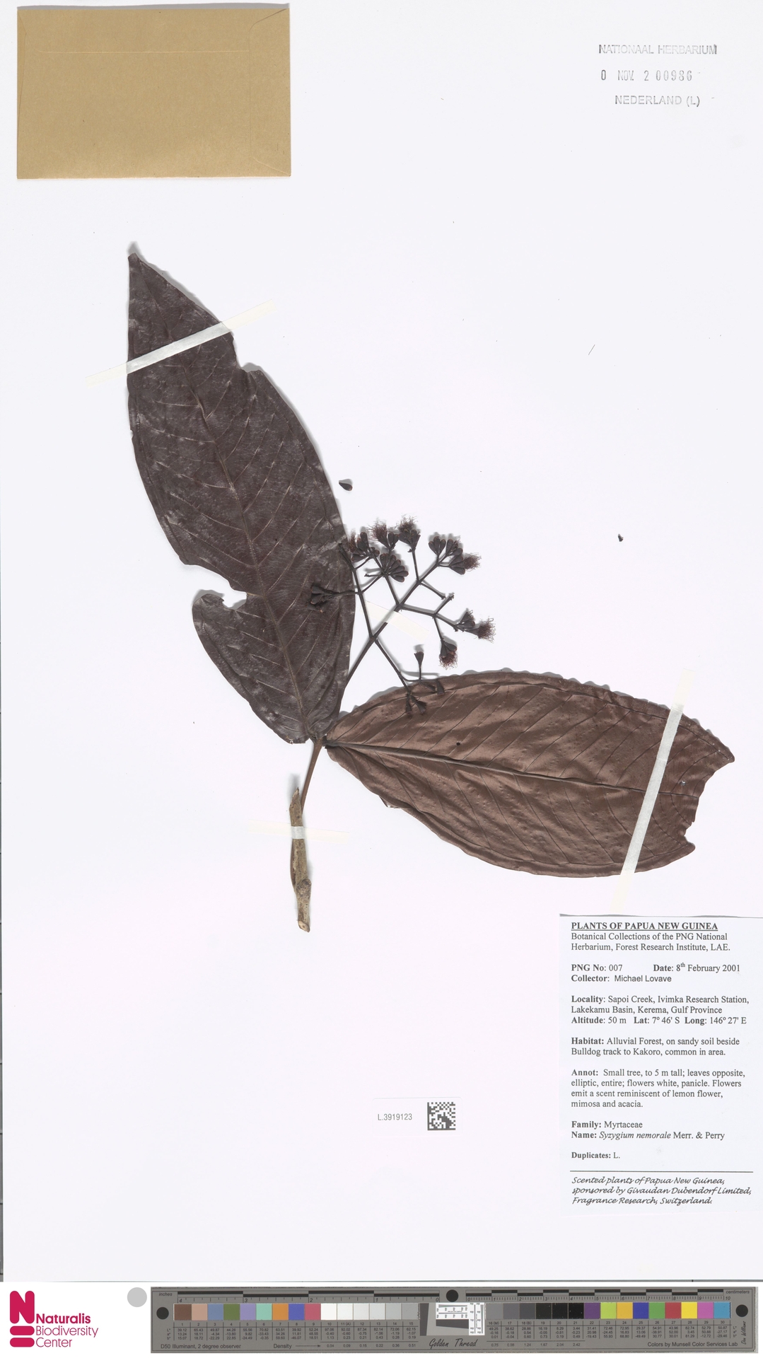 Syzygium nemorale