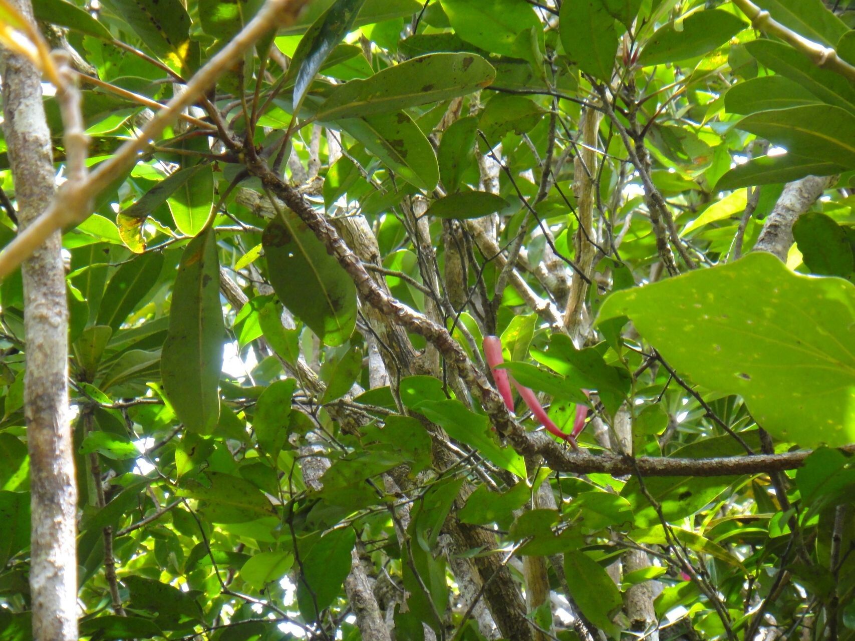 Syzygium neocaledonicum