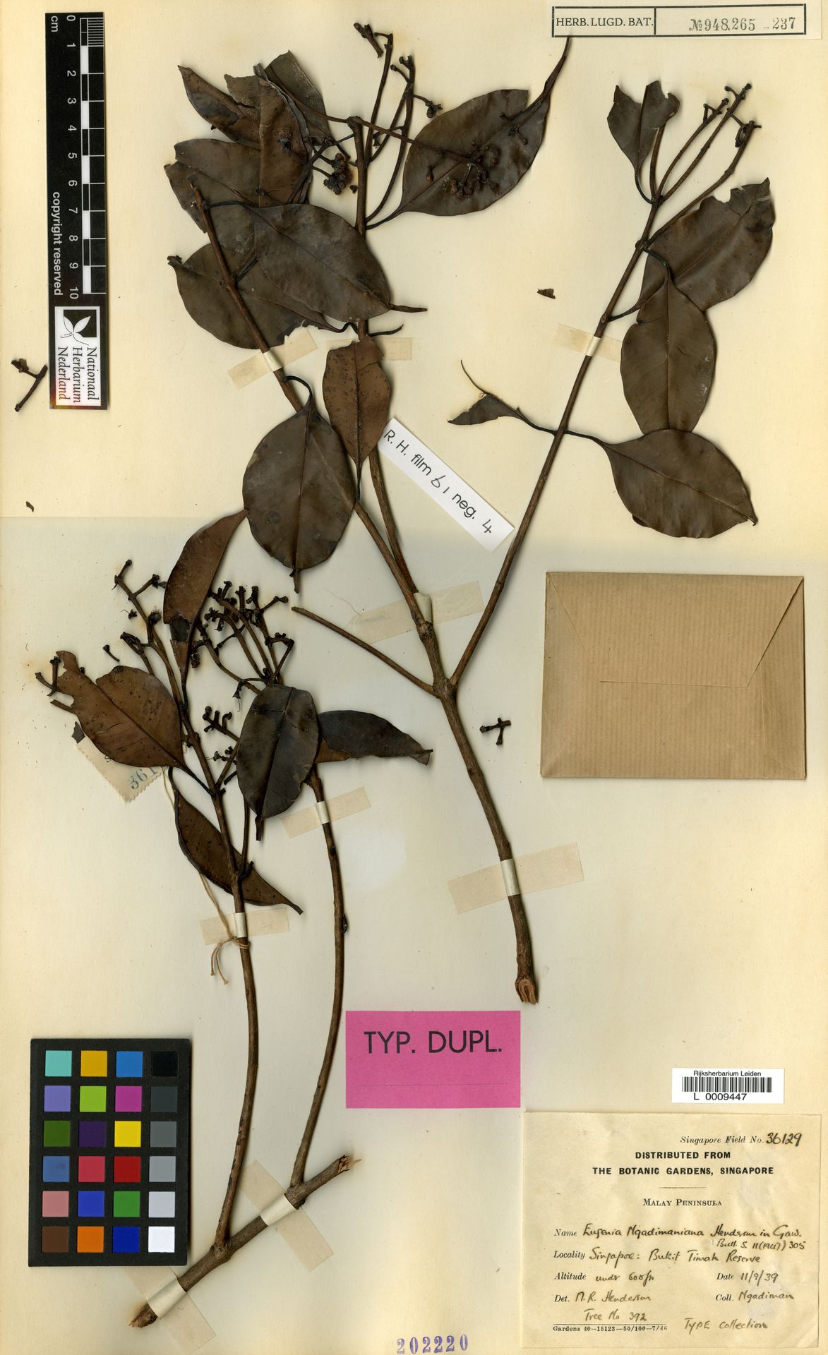 Syzygium ngadimanianum