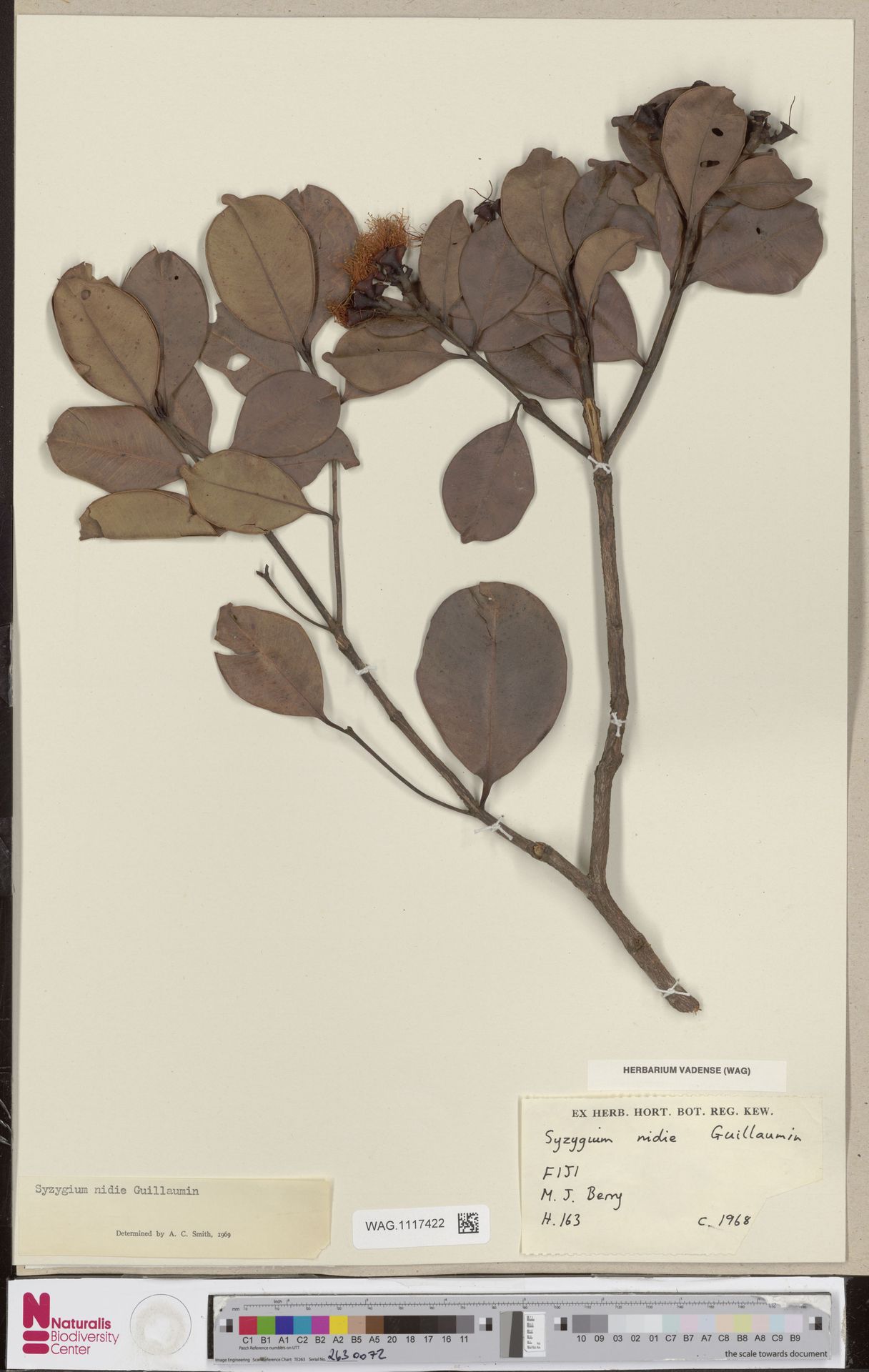 Syzygium nidie