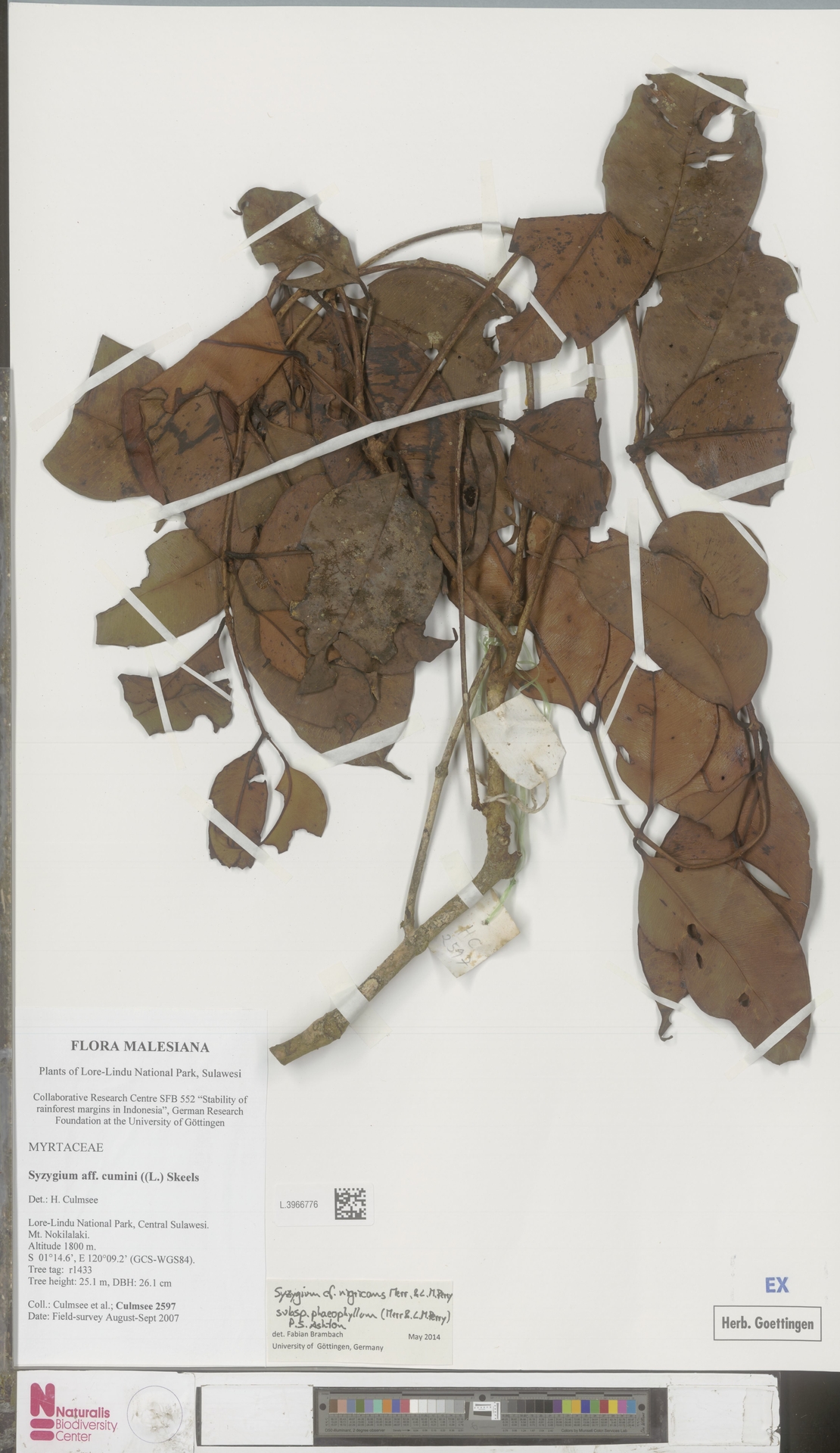 Syzygium nigricans