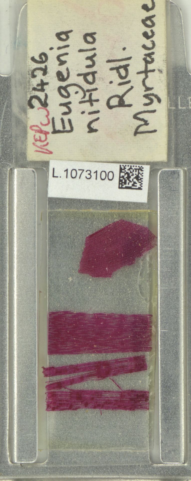 Syzygium nitidulum