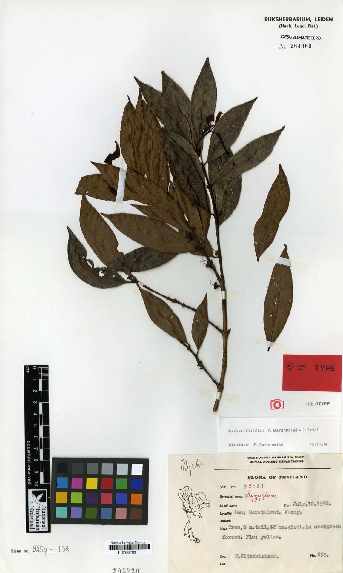 Syzygium nitrasirirakii