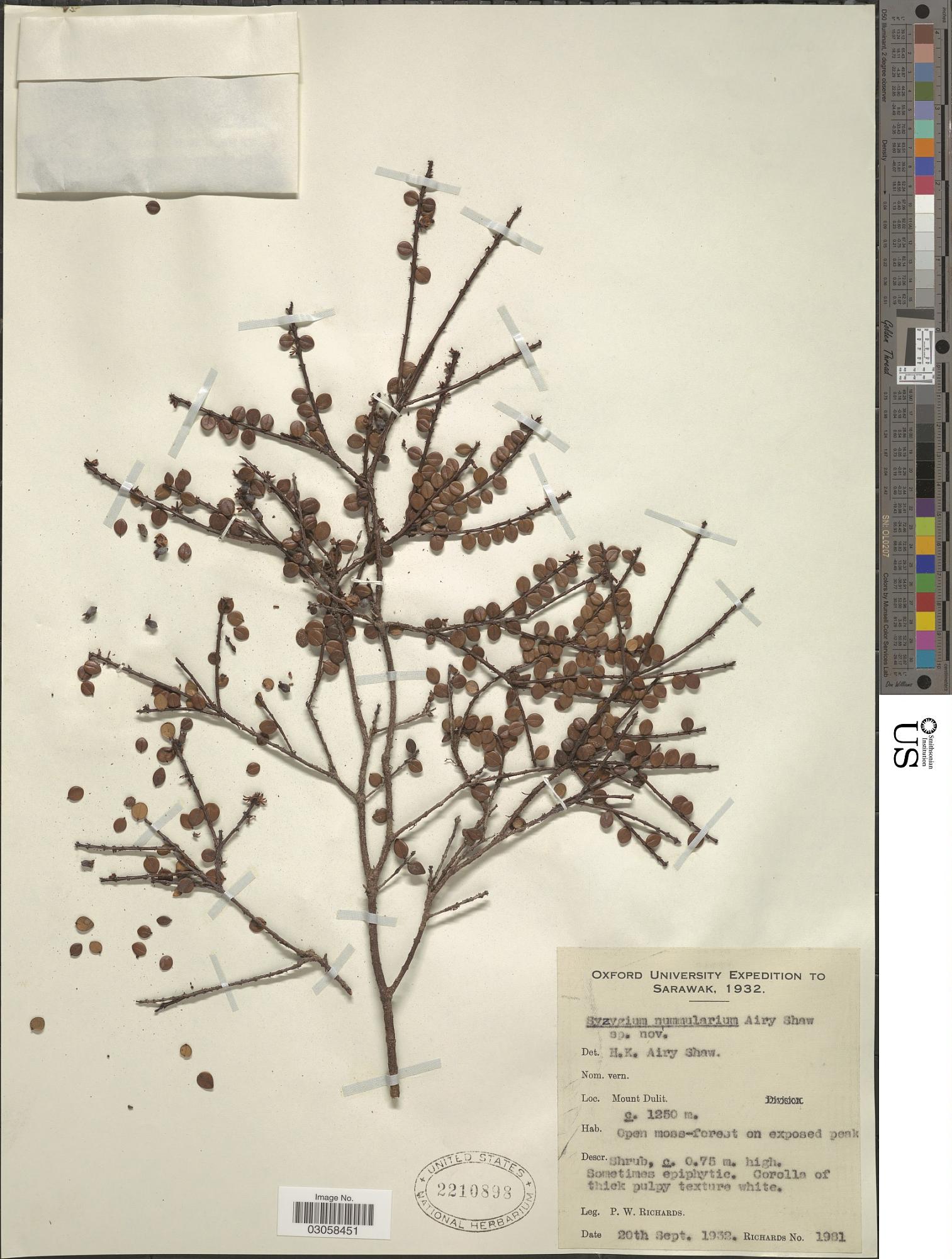 Syzygium nummularium