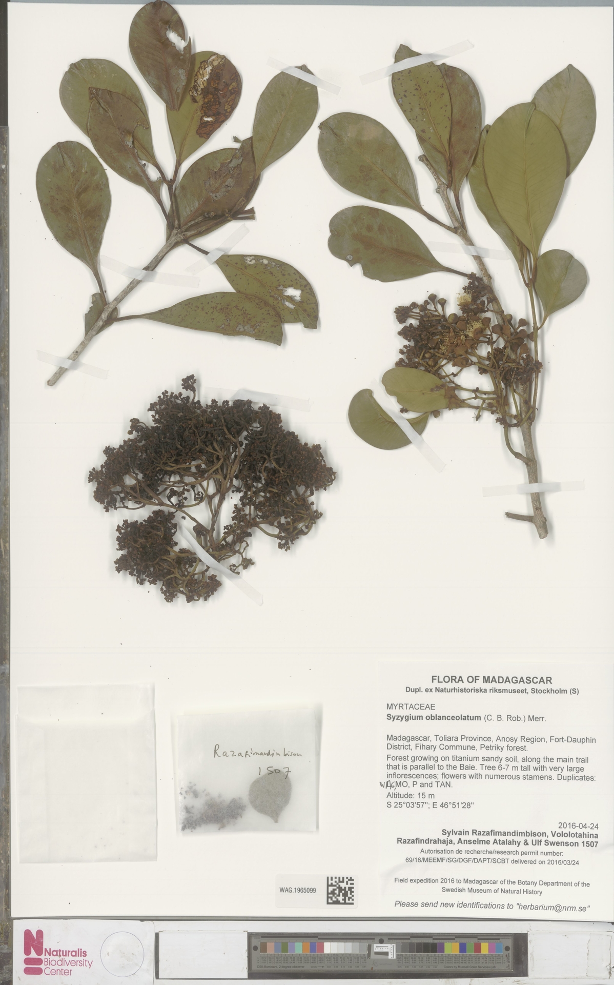 Syzygium oblanceolatum