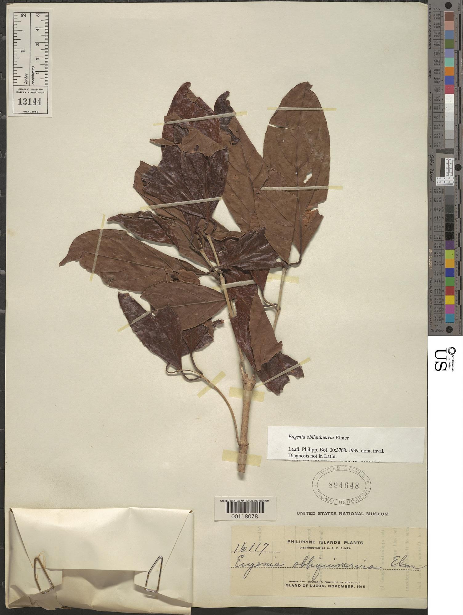 Syzygium obliquinervium