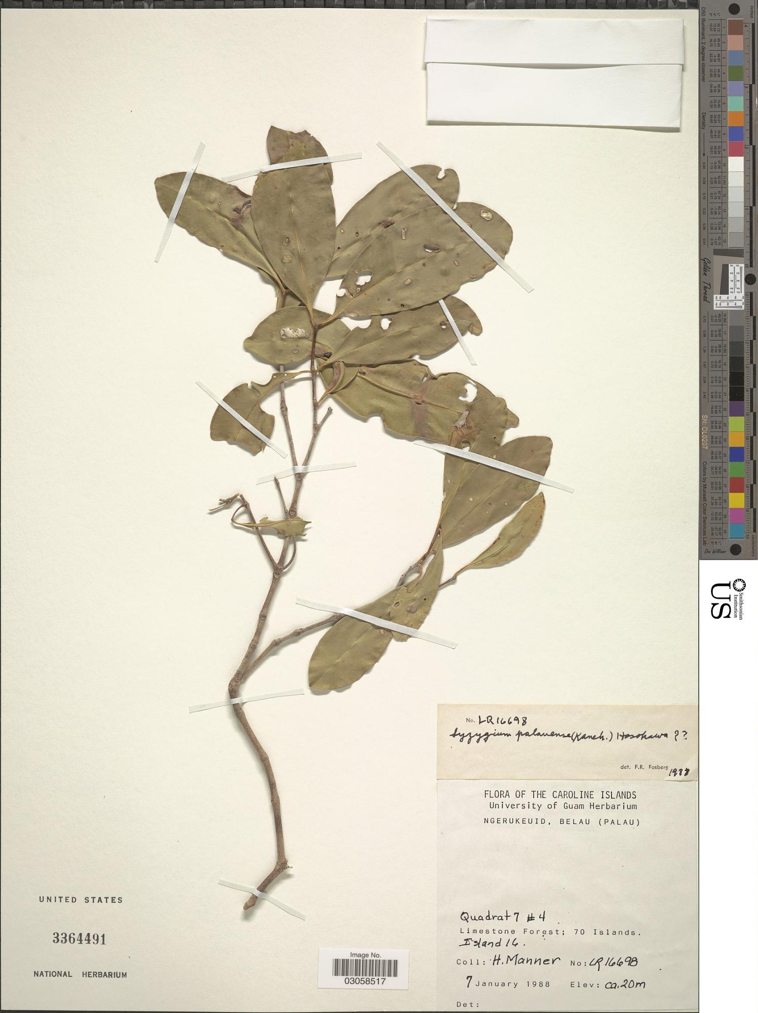 Syzygium palauense