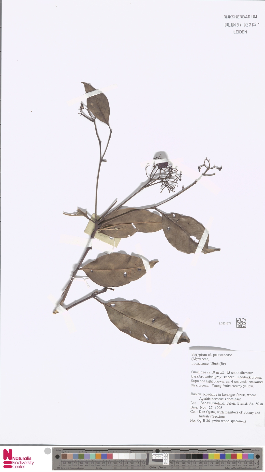 Syzygium palawanense
