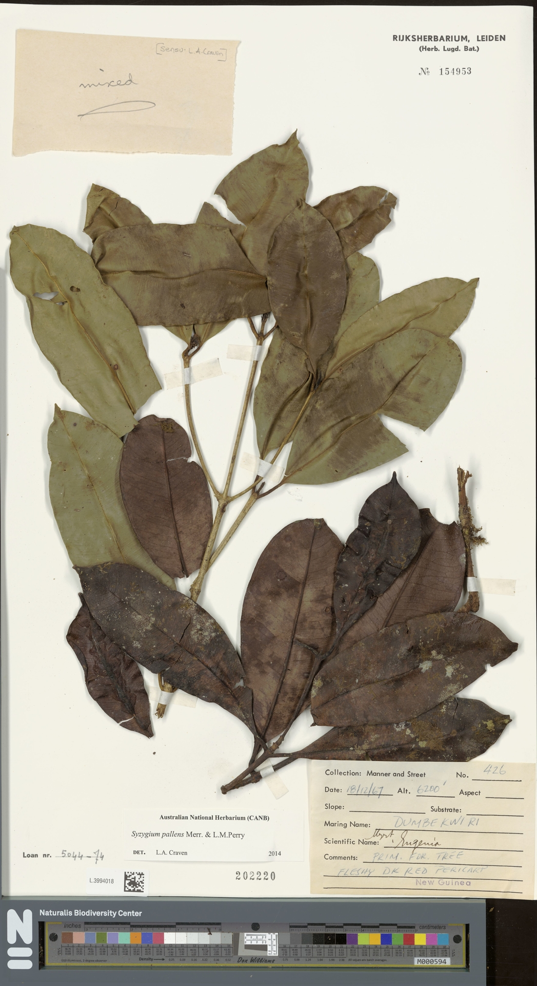 Syzygium pallens